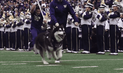 Husky Wearing Vest Saying UC GIF
