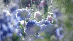 Hydrangea Flower Blooming GIF