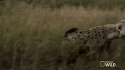 Hyena Care Guide GIF