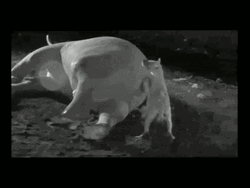Hyena Sticks Head In Elephant Butt GIF