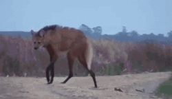 Hyena With Long Legs GIF