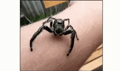 Hyllus Spider Jumpscare Crawling GIF