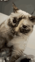 Hyper Sweet Cat Making Biscuits GIF