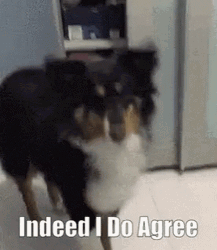 I Agree Bernese Mountain Dog GIF