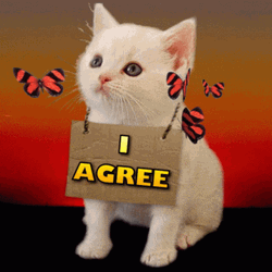 I Agree To You White Cat GIF