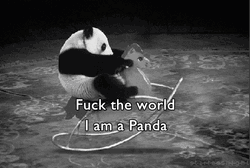 I Am Angry Panda GIF