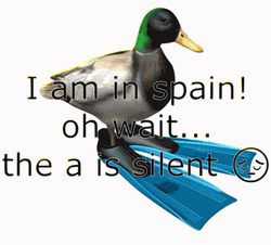 I Am In Spain Duck Spinning  GIF