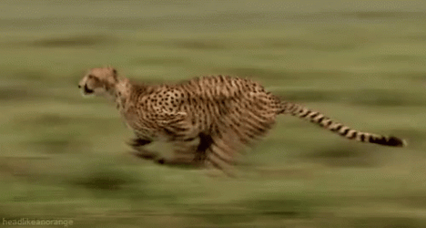 I Am Speed Running Cheetah GIF
