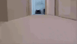 I Am Speed Standard Tabby Cat GIF