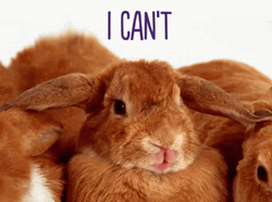 I Cant Adorable Bunny Covering Eyes GIF