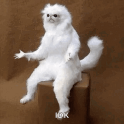 I Dunno Confused Persian Cat Meme GIF