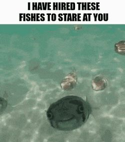 I Have Hired These Fishes To Stare At You Hired Fish GIF
