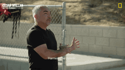 I Have The Power Cesar Millan GIF