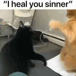 I Heal You Sinner Cats Funny Meme GIF
