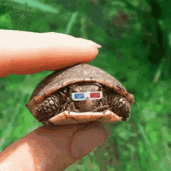I Like Turtles 3D Glasses GIF
