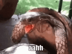 I Like Turtles Aahh GIF