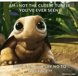 I Like Turtles Cute Eyes GIF