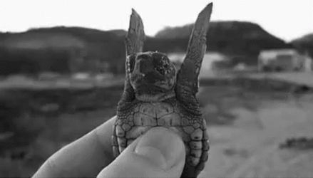 I Like Turtles Flapping GIF