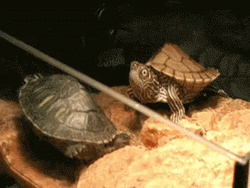 I Like Turtles Shocked GIF