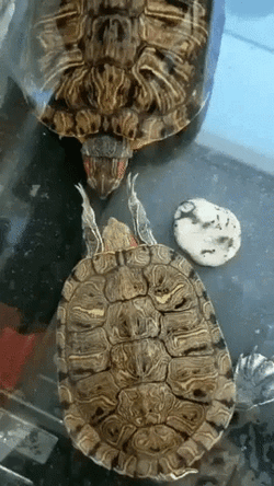 I Like Turtles Slap GIF
