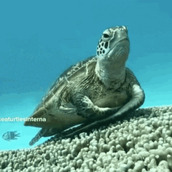 I Like Turtles Sleepy GIF