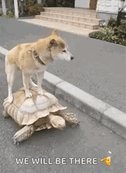 I Like Turtles We Will Be There GIF