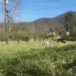 I Like You Run Goat GIF