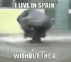 I Live In Spain Monkey Spinning GIF