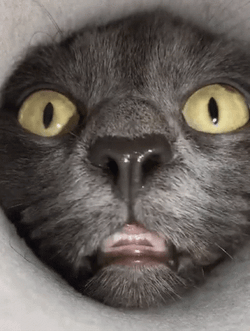 I'll On You All Day Human GIF