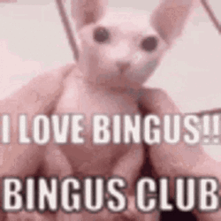 I Love Bingus Sphynx Cat Club GIF