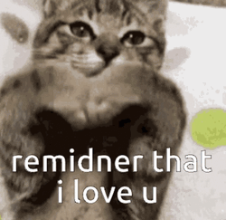 I Love U Cute Cat GIF