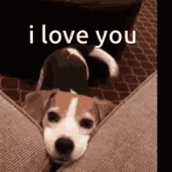 I Love You Beagle Dog