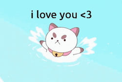 I Love You Cute Cat Splashing GIF