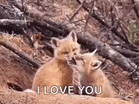  I Love You Fox Cubs Babies GIF