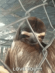 I Love You Funny Eyebrows Raised Sloth GIF
