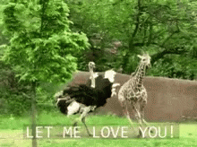I Love You Funny Peacock Chasing Giraffe GIF