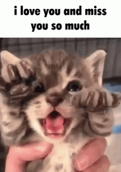 I Love You I Miss You So Much Kitten GIF