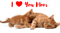 I Love You Mom Baby Mother Cat Cuddle GIF