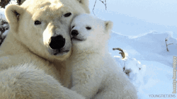 I Love You Mom Dear Bear Cuddle GIF