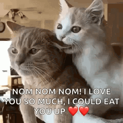 I Love You This Much Cat Munching GIF