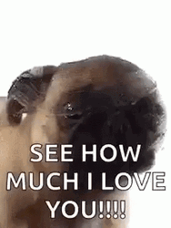 I Love You This Much Pug Lick GIF