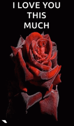 I Love You This Much Red Rose GIF