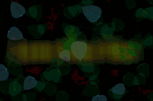 I Love You Too Bokeh Love Heart Burst GIF