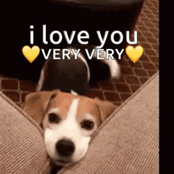 I Love You Ver Very Cute Puppy Wagging Tail GIF