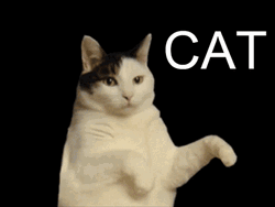 I'm A Kitty Cat And I Dance GIF