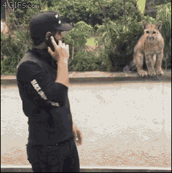 I'm Back Petting Wild Cats GIF
