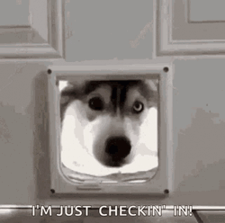 I'm Just Checking In Siberian Husky GIF