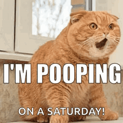 I'M Pooping Cat Meme GIF