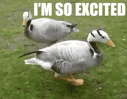 I'm So Excited Two Giddy Duck GIF