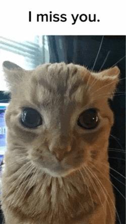 I Miss U I Miss U So Much GIF
